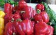 (Toulon) Amazing Peppers
