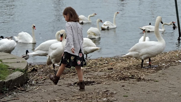 Swans on the bank of the Stour